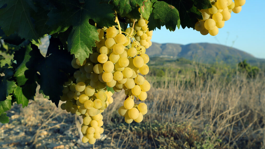 Nahaufnahme von reifen, gelb-grünen Weintrauben an einem Rebstock mit grünen Blättern und unscharfem Berg im Hintergrund.