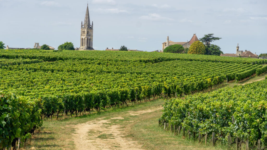 Weinberge mit grünen Reben und einem gewundenen Weg, im Hintergrund ein Dorf mit Kirchturm und Häusern.