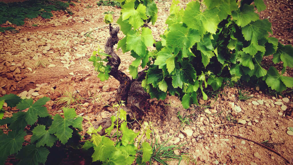 Weinrebe mit knorrigem Stamm und grünen Blättern auf steinigem Boden in einem Weinberg.