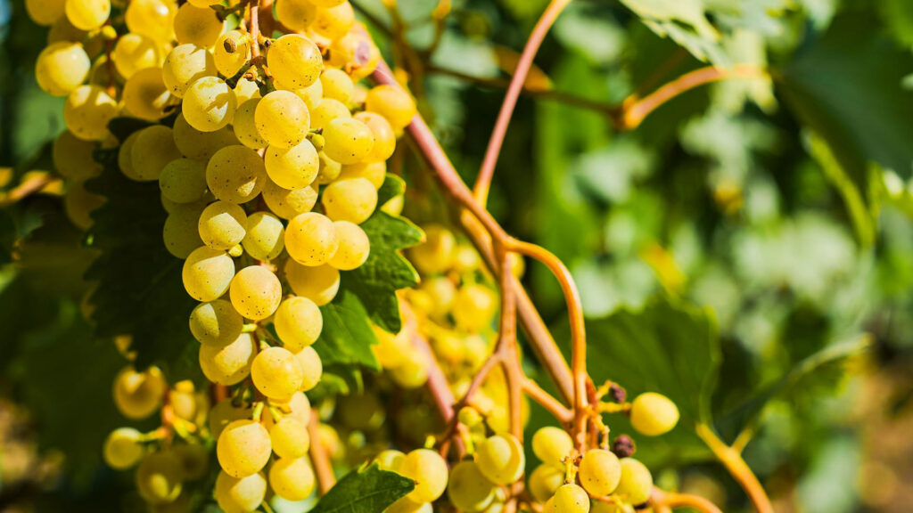 Nahaufnahme von reifen, gelb-grünen Weintrauben an einem Weinstock in der Bordeaux-Region.