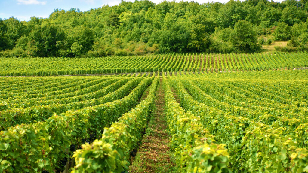 Weinberg mit mehreren Reihen grüner Reben vor bewaldetem Hügel unter blauem Himmel.