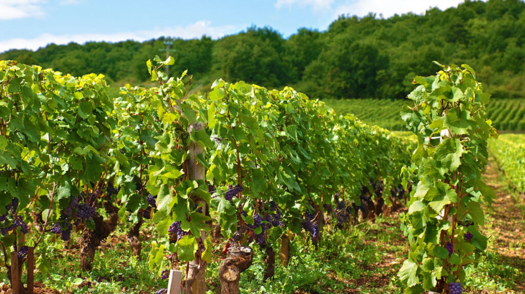 Reihe von Weinreben mit grünen Blättern und dunklen Trauben in einem Weinberg vor bewaldetem Hügel.