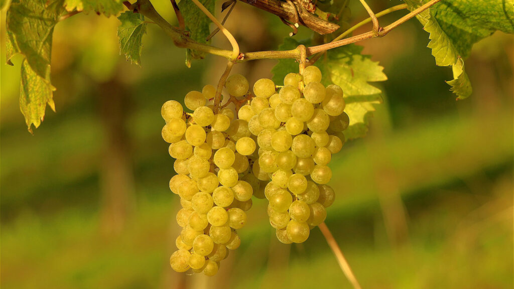 Zwei Trauben weisser Weintrauben hängen an einem Rebstock mit grünen Blättern im Hintergrund.