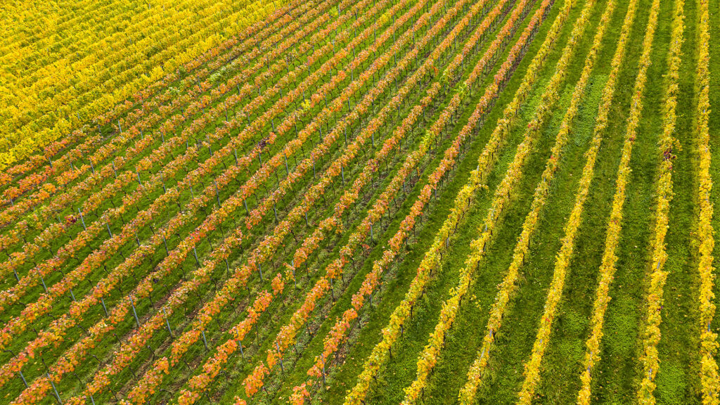 Luftaufnahme eines Weinbergs mit gleichmässig angeordneten Reben in Reihen.