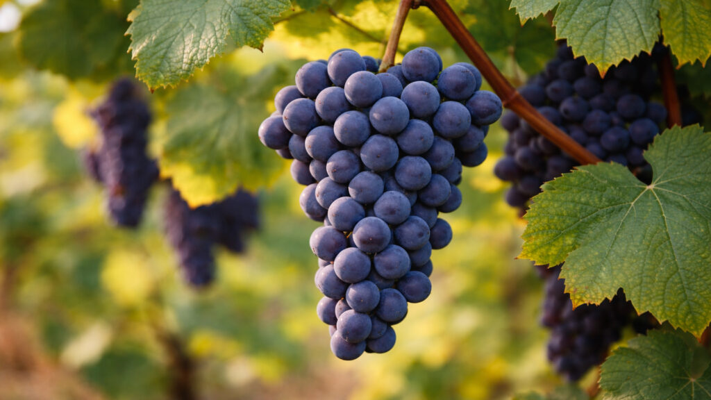 Trauben in einem Weinberg: saftige, dunkelblaue Beeren hängen an einer Rebe zwischen grünen Blättern.