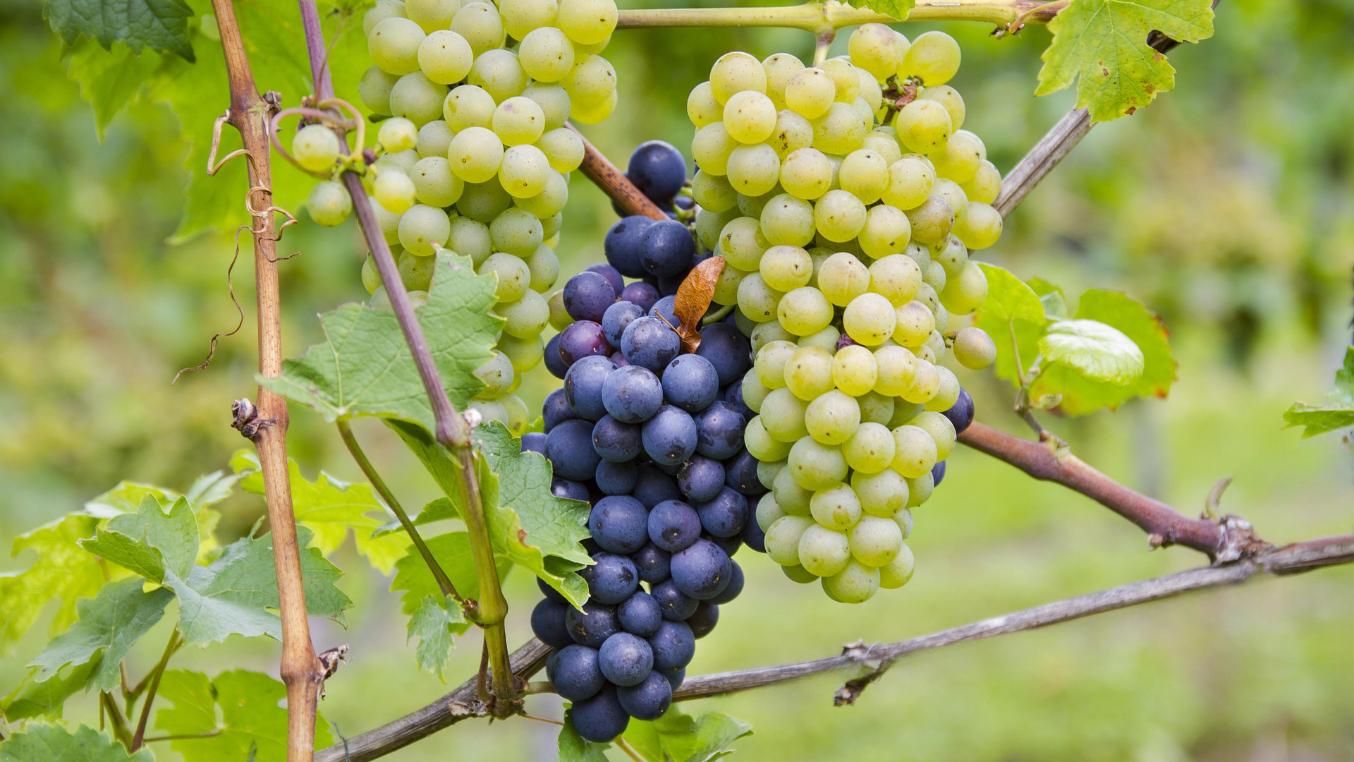 Traubenstrauch mit grünen und blauen Trauben, frische und saftige Früchte in einer Weinberg-Umgebung.