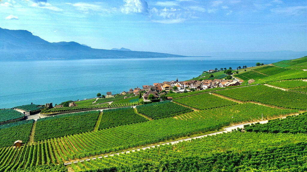 Panorama der malerischen Weinberge am See, umgeben von einem charmanten Dorf und Bergen im Hintergrund.