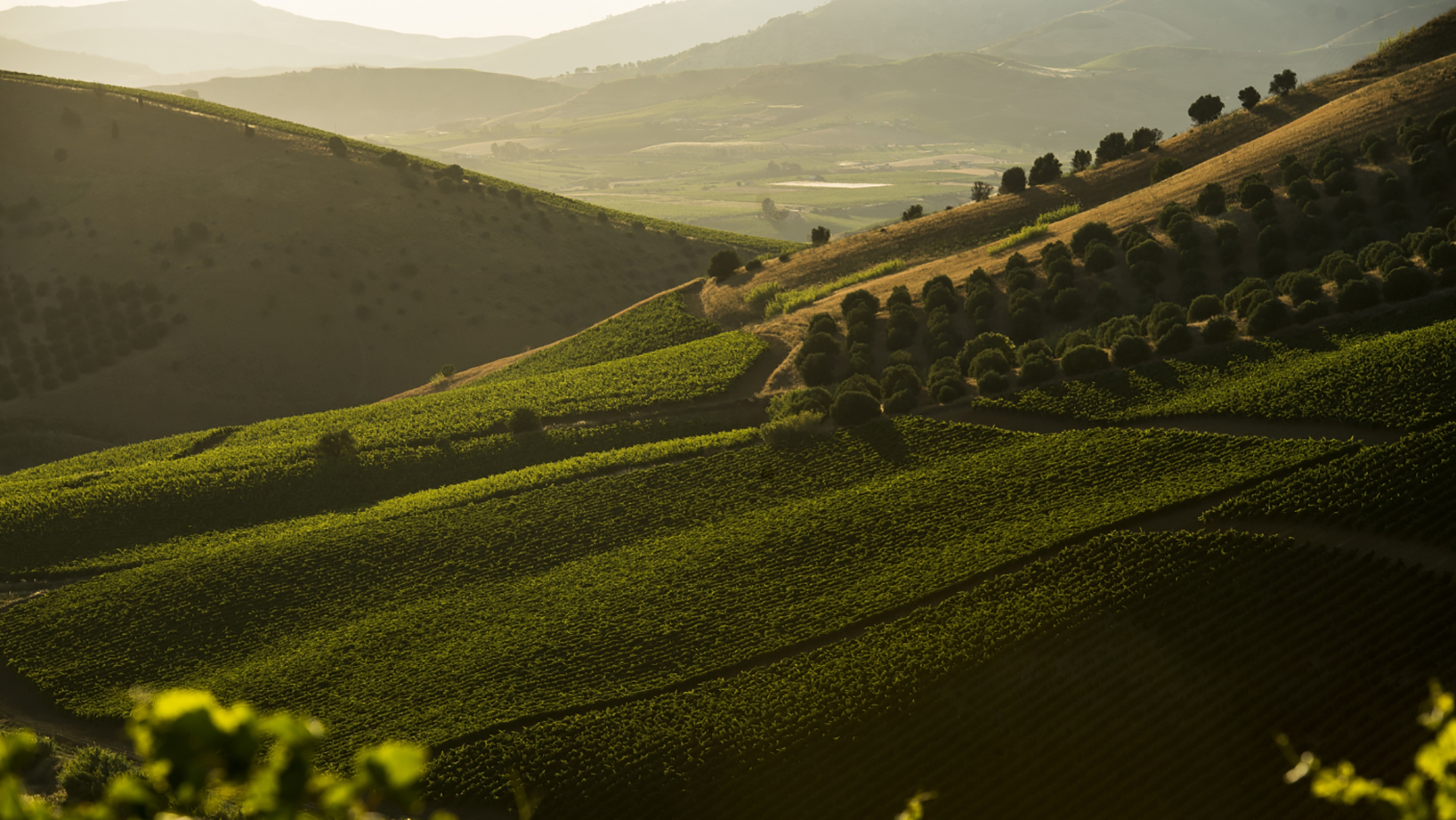 Sizilien, Weinberge und Weinvielfalt der Insel – Weite Landschaft mit sanften Hügeln und Weinbergen, die im Sonnenlicht erstrahlen.