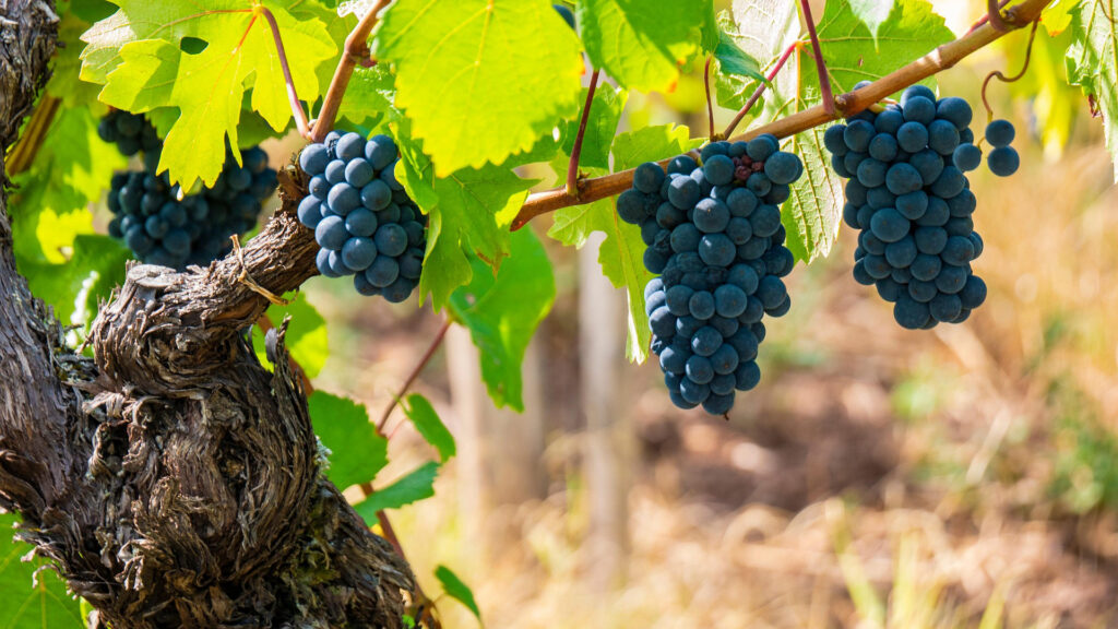 Verschiedene Rebsorten in Sicilien – Vielfalt für Cusumano-Weine