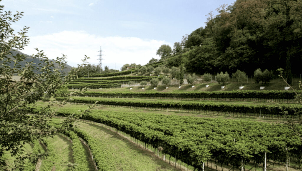 Terrassierte Weinberge mit grünen Reben vor bewaldetem Hang und blauem Himmel.