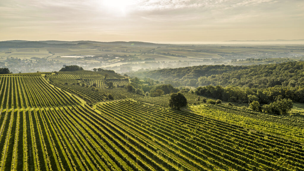 Weite Weinberge in der Morgensonne mit sanften Hügeln und Nebel im Hintergrund.