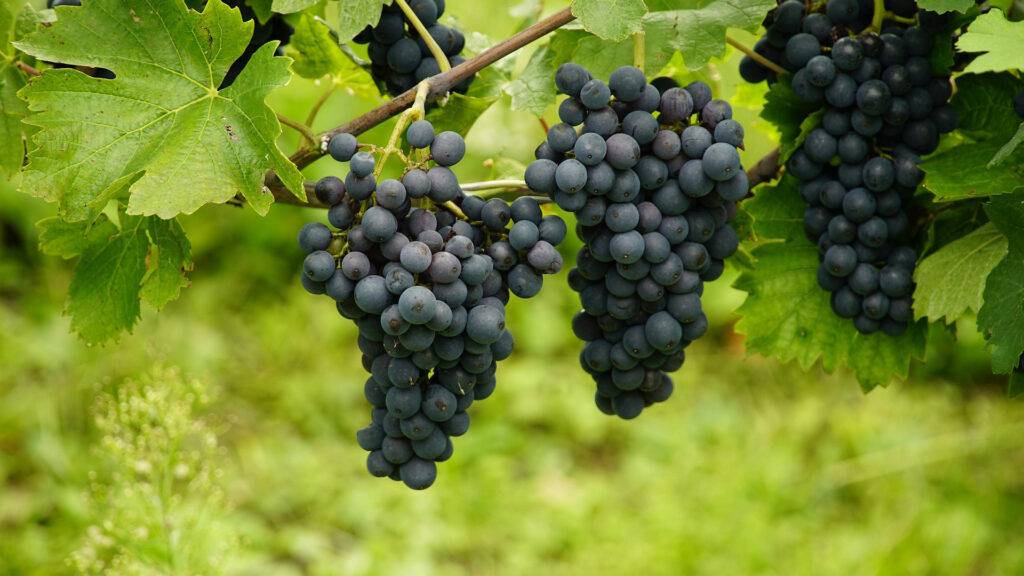 Dunkle Trauben hängen an einem Rebstock mit grünen Blättern vor unscharfem Hintergrund