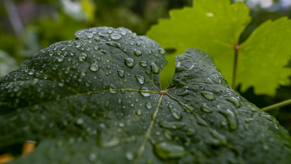 Nahaufnahme eines mit Wassertropfen bedeckten Weinblatts