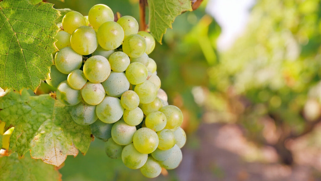 Nahaufnahme eines Traubenbergs der Rebsorte Solaris mit grünen Trauben und Blättern