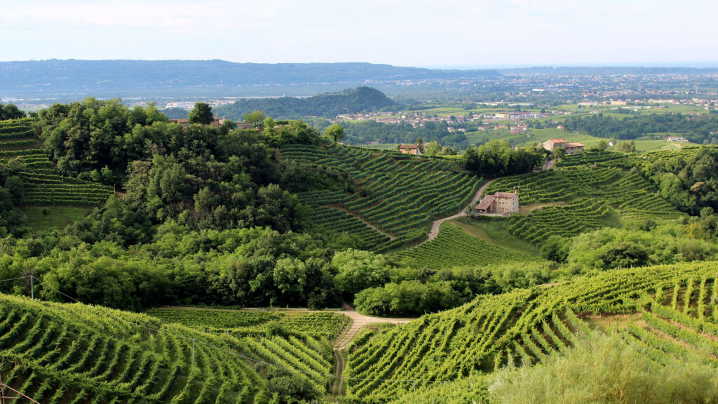 Weinberge mit terrassenförmigen Reben auf sanften Hügeln unter blauem Himmel