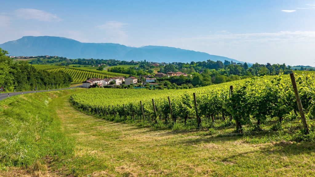 Weinberge mit Rebstöcken in einer hügeligen Landschaft unter blauem Himmel mit Bergen im Hintergrund