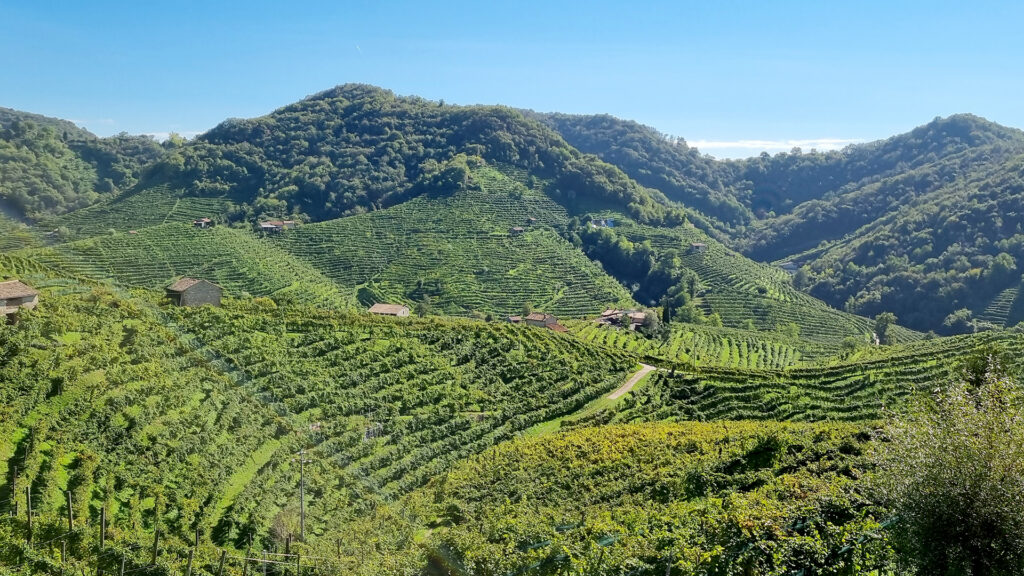 Weinberg mit terrassierten Rebreihen in hügeliger Landschaft unter blauem Himmel