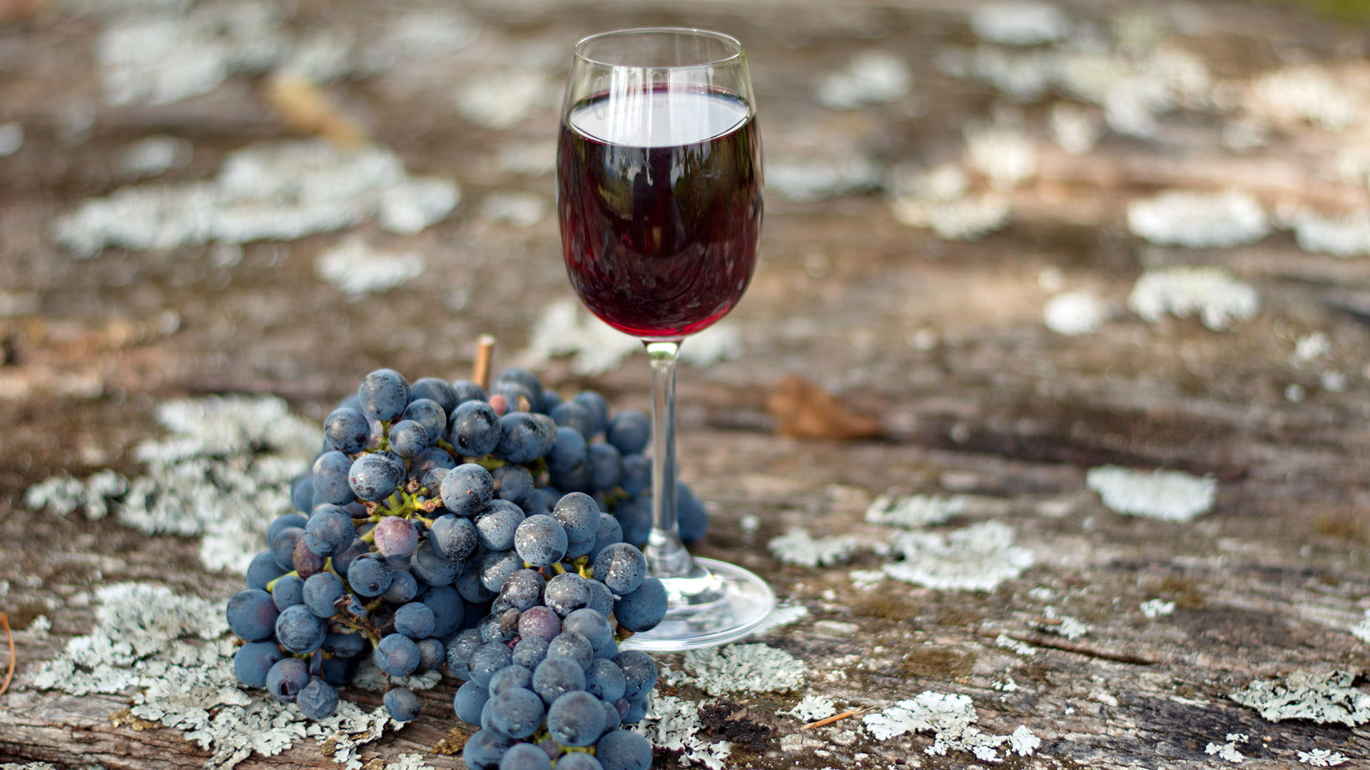 ancellotta-rebsorte-italien-emilia-romagna-herkunft-ritschard-weine-rotwein