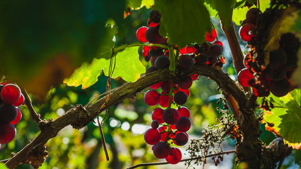 ancellotta-rebsorte-italien-emilia-romagna-weinberg-ritschard-weine-rotwein