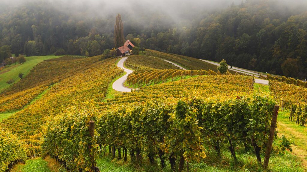 barbera-d-asti-rebsorte-hügellandschaft-piemont-ritschard-weine-rotwein