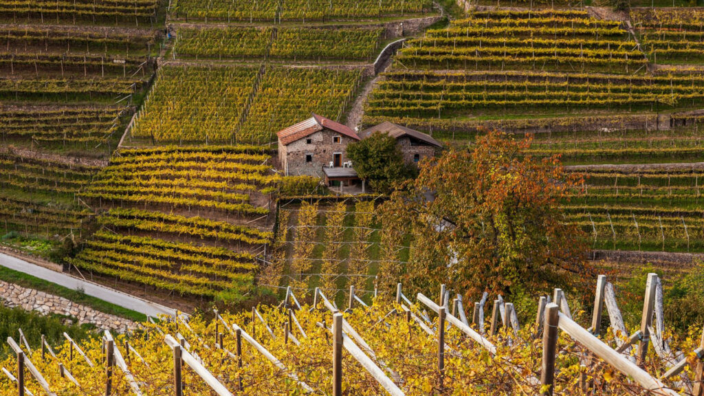 barbera-d-asti-rebsorte-weinanbau-piemont-ritschard-weine-rotwein