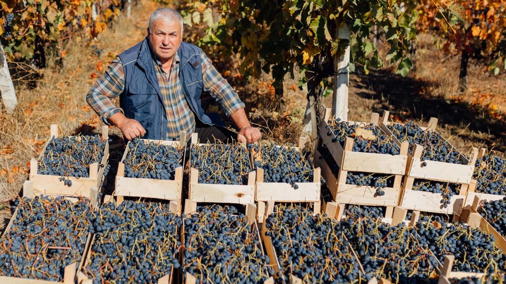 barbera-d-asti-rebsorte-weinberg-piemont-ritschard-weine-rotwein