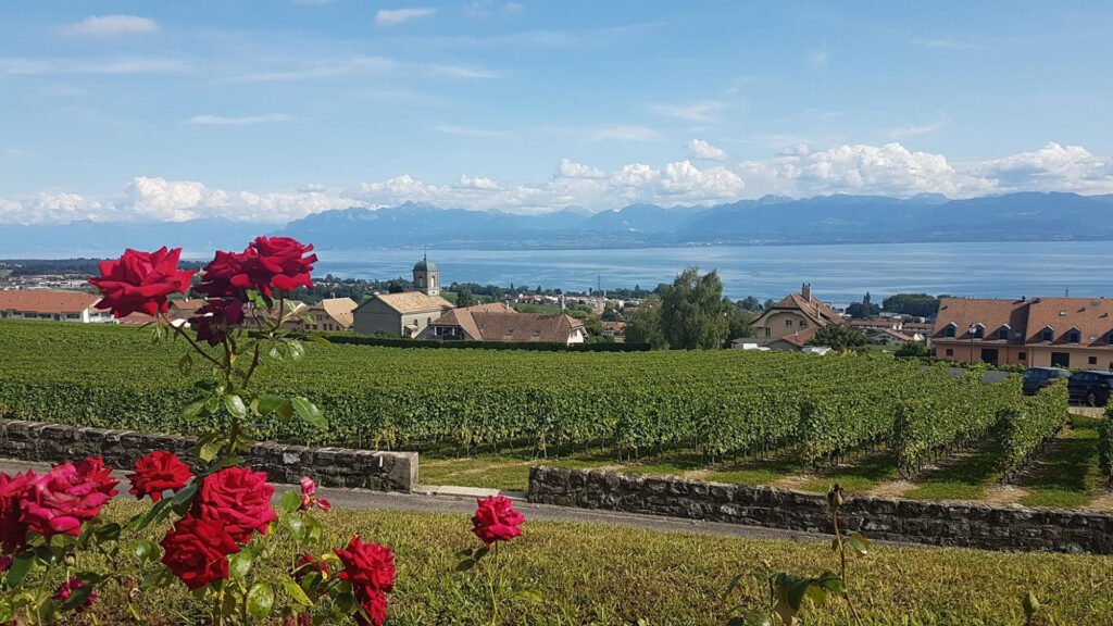 domaine-de-crochet-weinkeller-ritschard-weine-blog-magazin-rotweine-weissweine-schweiz-genfer-see-rebberge