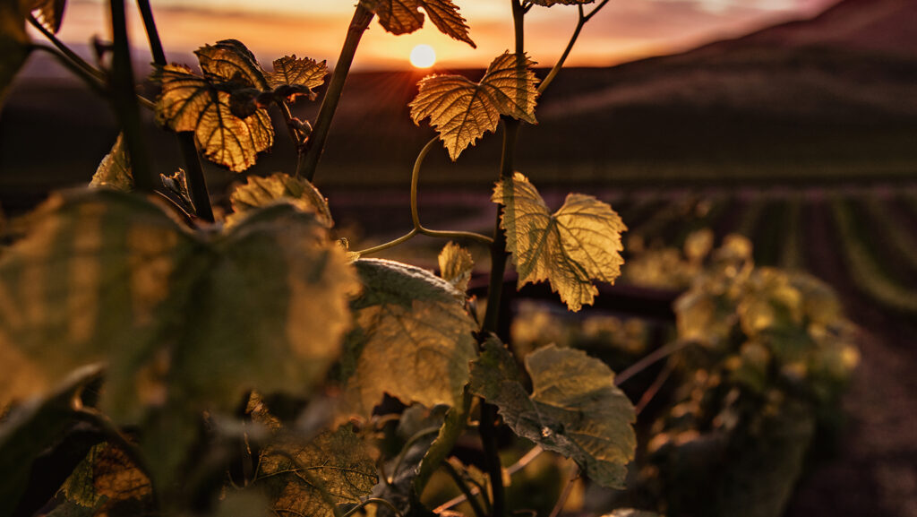Blätter von Weinreben im Sonnenuntergang 
