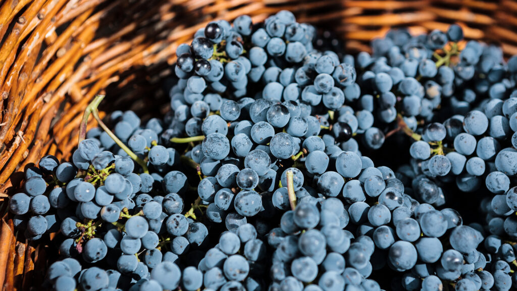 Ein Korb gefüllt mit geernteten violett-farbenen Trauben