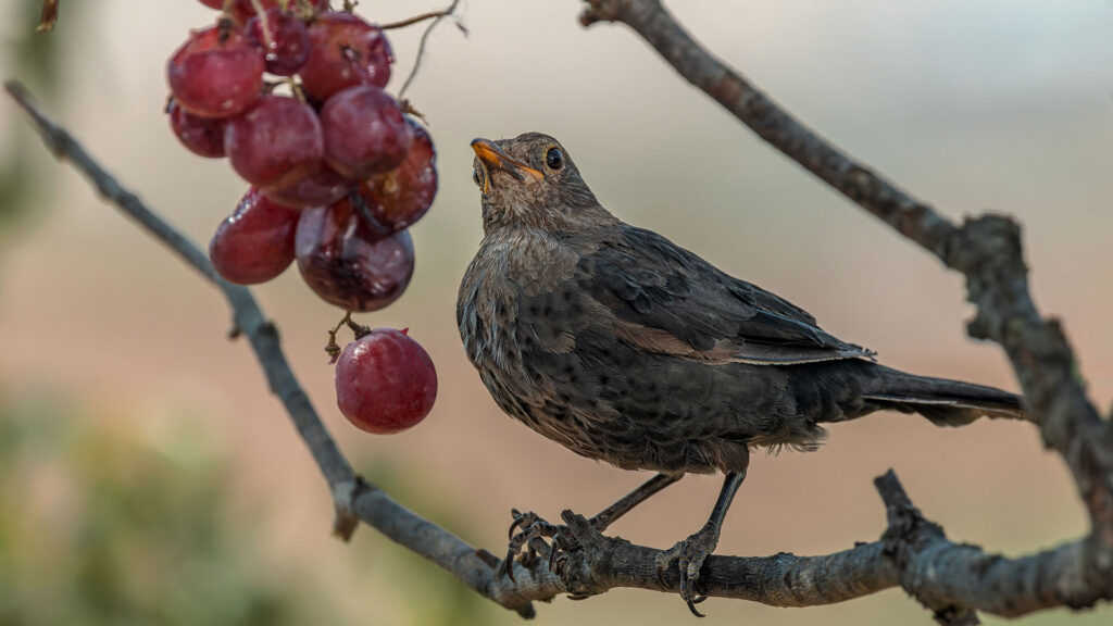 merlot-rebsorte-amsel-namensgeberin-ritschard-weine-rotwein