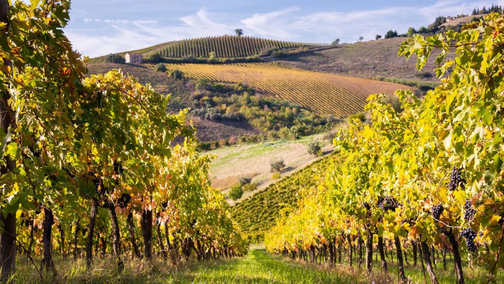 merlot-rebsorte-rebberge-terroir-ritschard-weine-rotwein