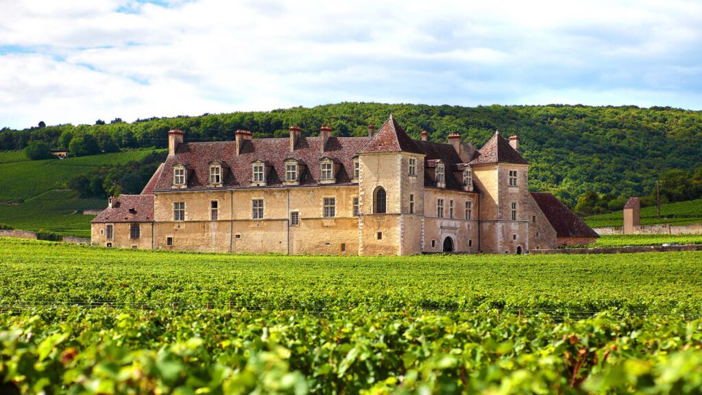 pinot-grigio-rebsorte-burgund-herkunft-ritschard-weine-weisswein
