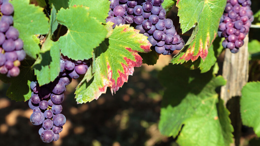 primitivo-apulien-italien-ritschard-weine-magazin-rebsorte