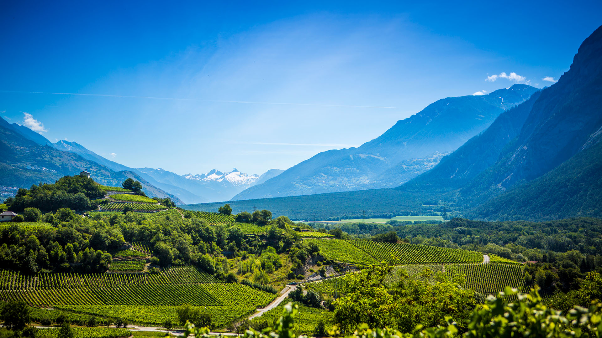 malvoisie weisswein im wallis, bei sierre angebaut