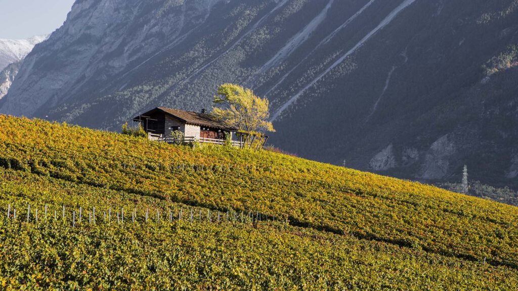 rebberge bei salgesch im zentralwallis