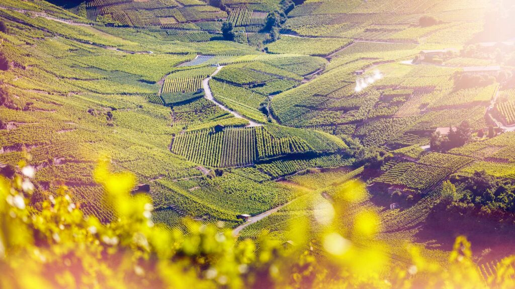 weinberge bei chamoson im wallis, hier wachsen auch die trauben für den malvoisie