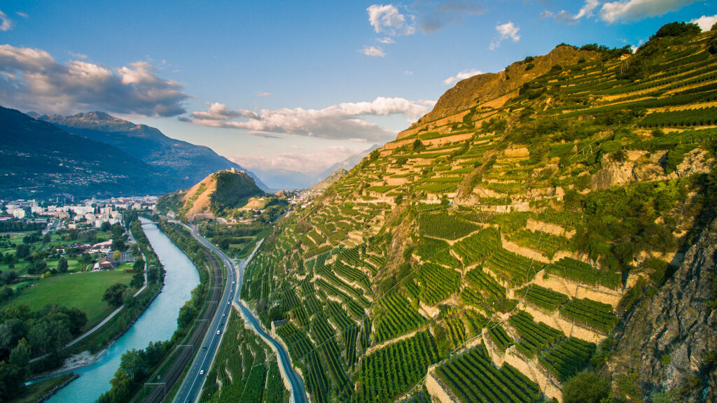 viognier ist eine weissweintraube, die vornehmlich entlang der rhone angebaut wird