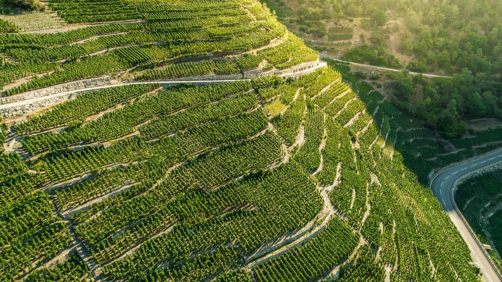 höchste weinberge europas; in denen die trauben für den heida wein, eine autochthone rebsorte aus dem wallis wachsen