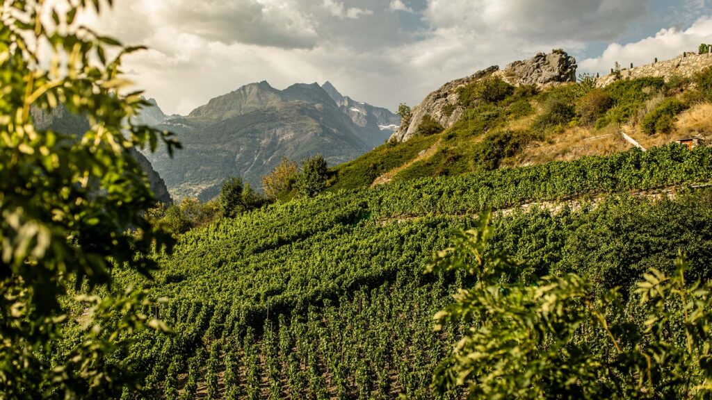 rebberge um visperterminen zählen zu den höchstgelegenen in europa. hier wird die savagnin traube für den heida weisswein angebaut