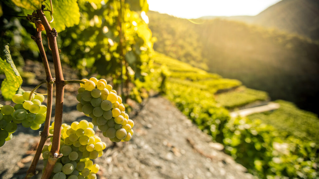 savagnin blanc traube im weinberg unterhalb von visperterminen im wallis