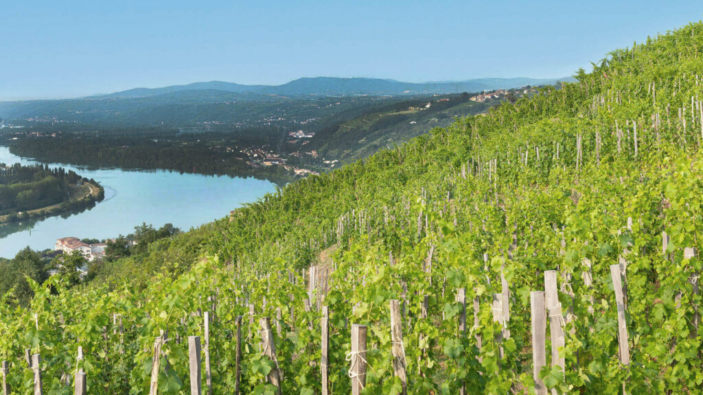 Die Rhône bei Condrieu in Frankreich, dem Ursprungsort der Viognier-Traube