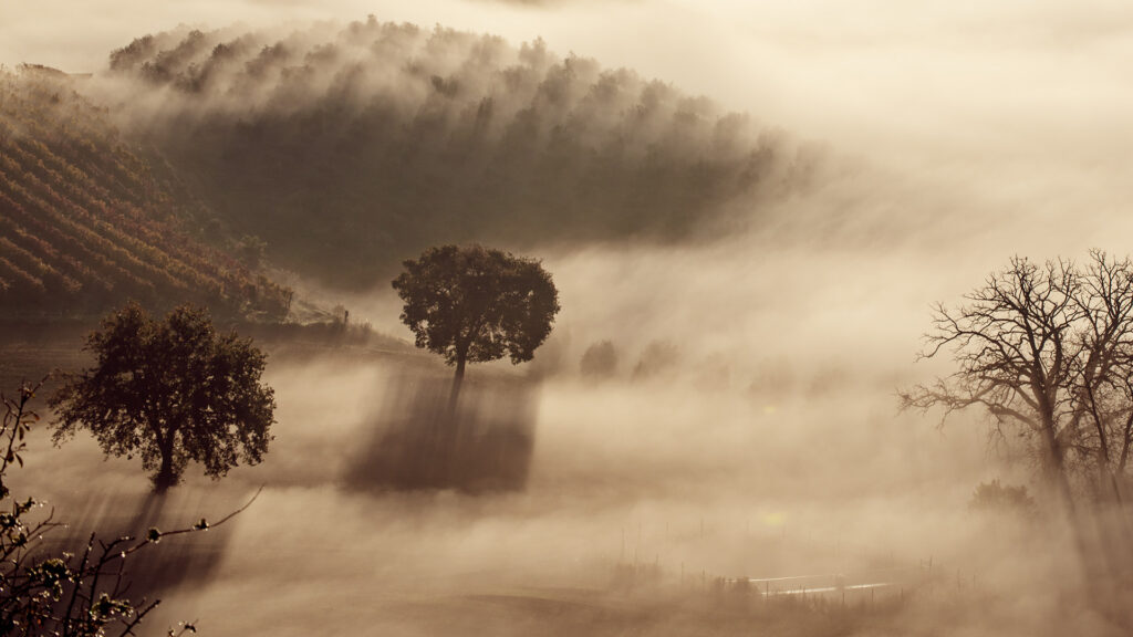 barolo_ritschard-weine-blog-nebel-weinberg