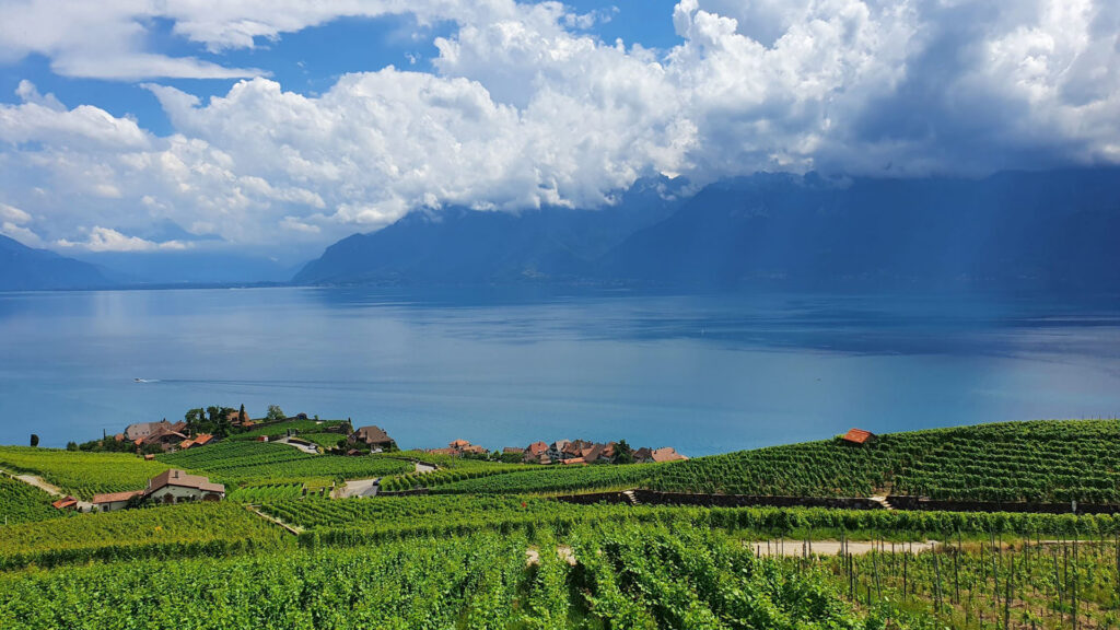 bernard_bovy_weinberge_keller_chasselas-weisswein-blog-ritschard-weine