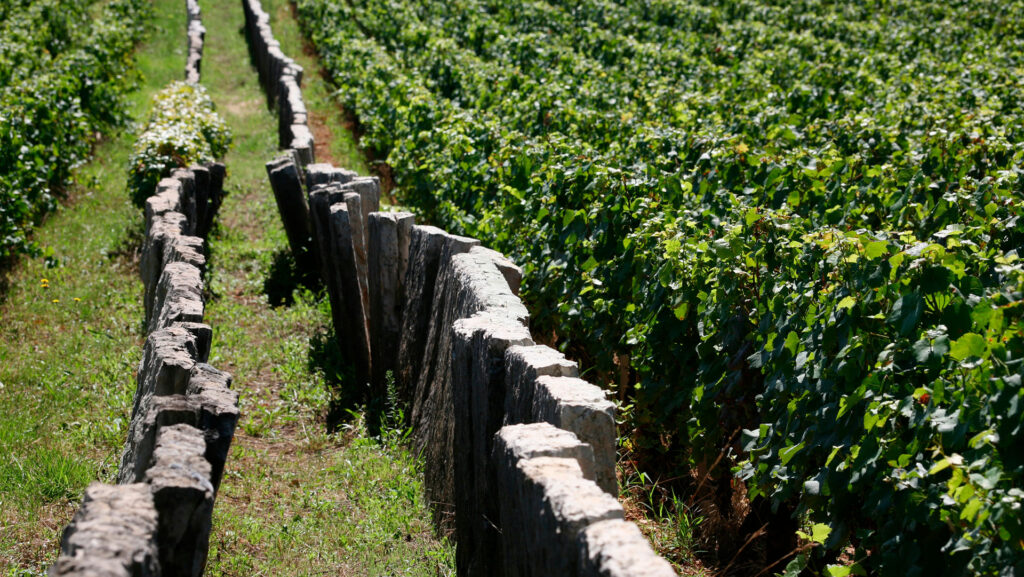 bourgogne-wines.com-rotwein-maison-jaffelin-ritschard-weine-blog-expertenwissen-weinwissen