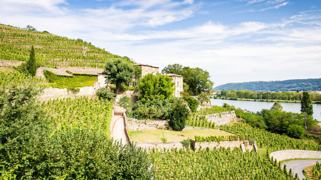 chateau-grillet-ritschard-weine-viognier-rhône-frankreich-condrieu