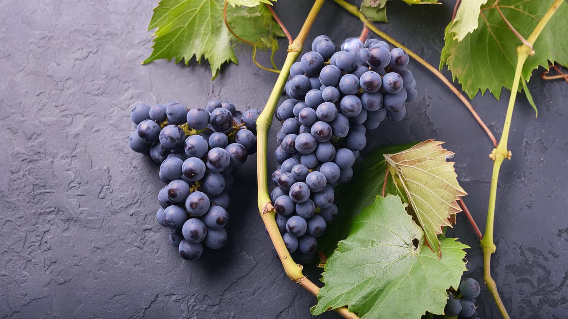 gamaret_rotweintraube_header_ritschard-weine-rebsorte