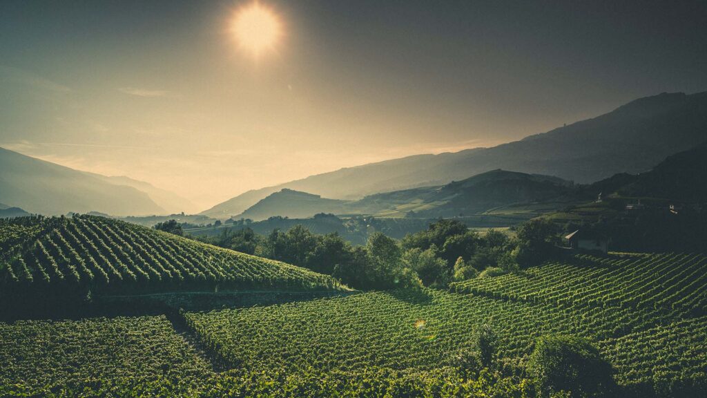 gamaret_rotweintraube_salgesch_ritschard-weine-rebsorte