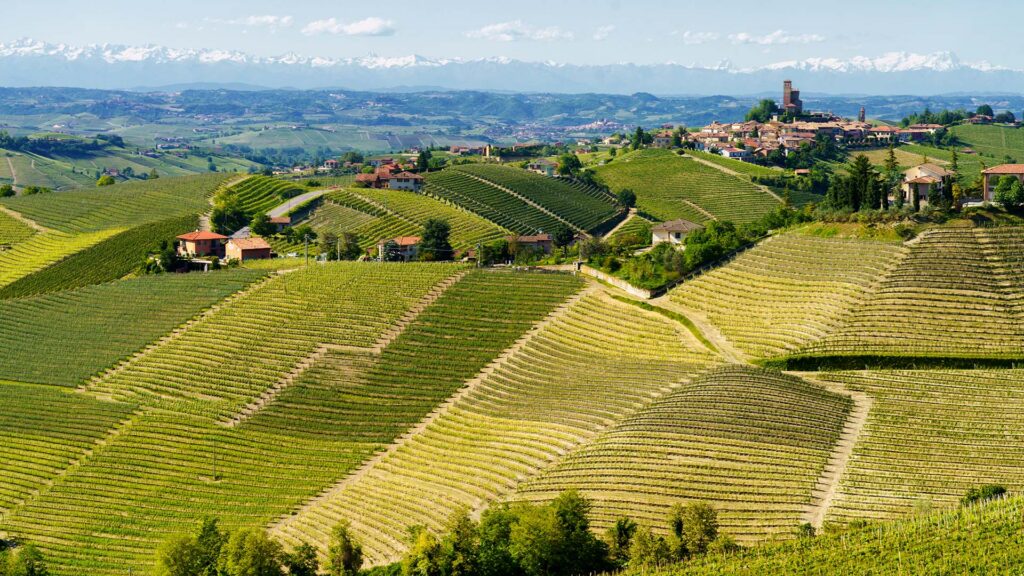 piemont-arneis-weisswein-ritschard-weine-blog-expertenwissen-weinberge