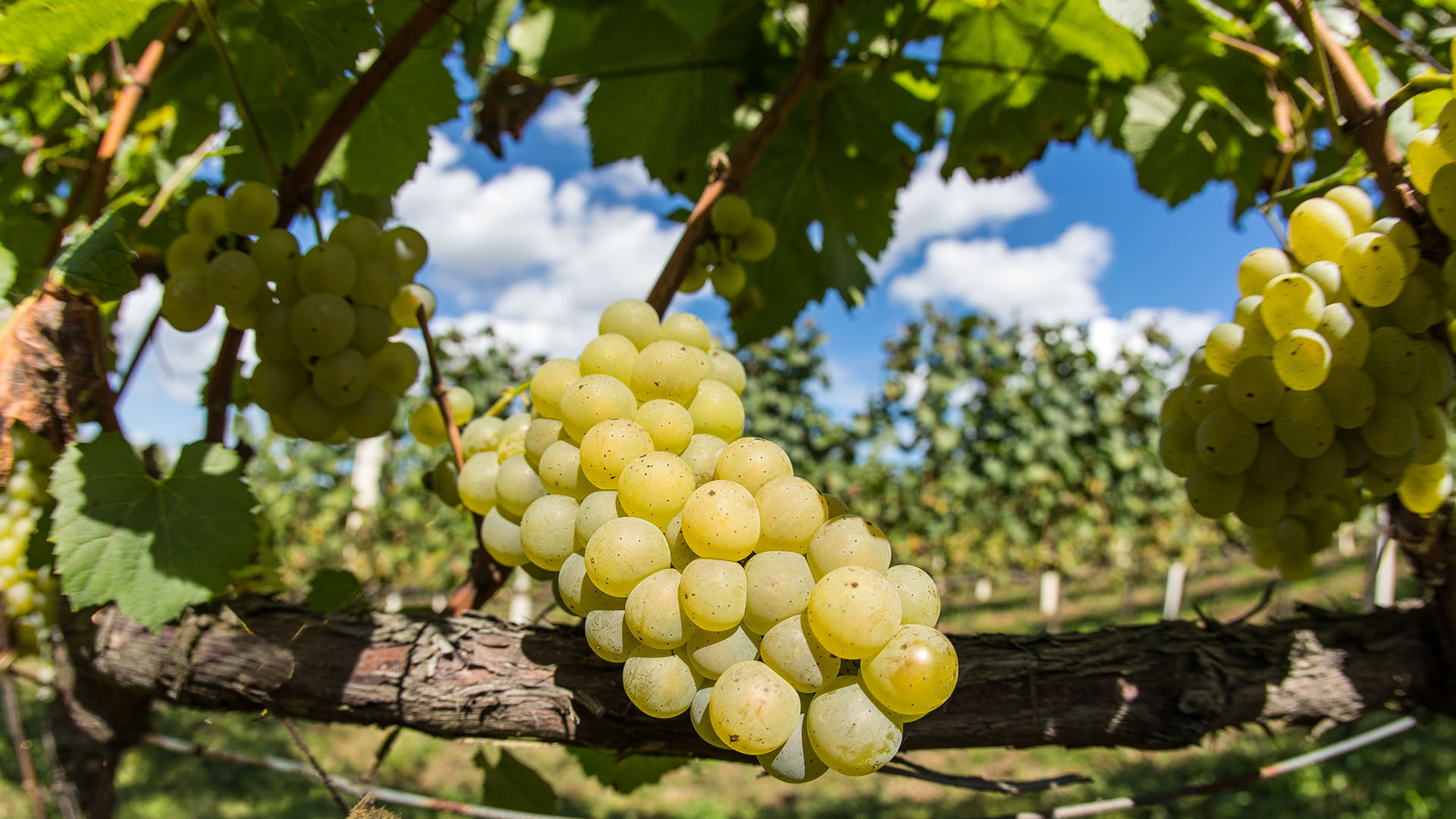 solaris-wein-ritschard-weine-blog-wein-expertenwissen-neuzüchtung-piwi