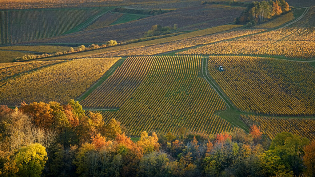J-Moreau-et-Fils-Burgund-Chablis-Terroir-Rebberge
